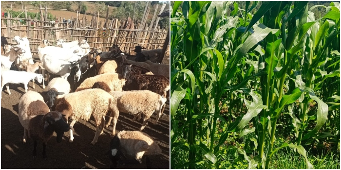 New Face of Baringo: Once Displaced, Mukutani Residents Return to Rebuild Through Farming